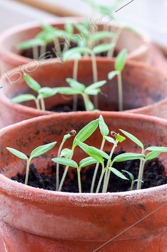 Biosphoto | 2019386 | Récolte de graines de Tomates ; Graines de tomates 'Roma' commençant à lever. | &copy; Yann Avril / Biosphoto