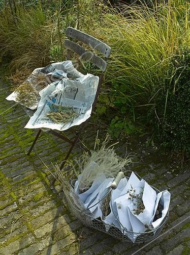 Biosphoto | 643542 | Récolte de graines sur une terrasse de jardin | &copy; Gilles Le Scanff & Joëlle-Caroline Mayer / Biosphoto