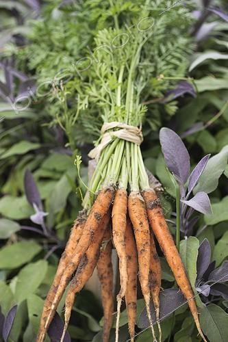 Biosphoto | 2034471 | Récolte de jeunes Carottes au jardin | &copy; Jean-Michel Groult / Biosphoto
