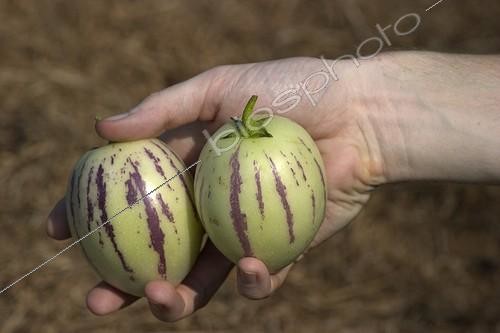 Biosphoto | 44763 | Récolte de Pépinos en septembre France ; A maturité, le fruit du pepino est juteux et possède la texture d'un melon. La saveur de ce fruit est étonnante. En fonction de la plante (ou de la variété), et de la maturité du fruit, le goût varie entre celui d'un concombre sucré et d'un melon d'eau. | &copy; Jean-Michel Groult / Biosphoto