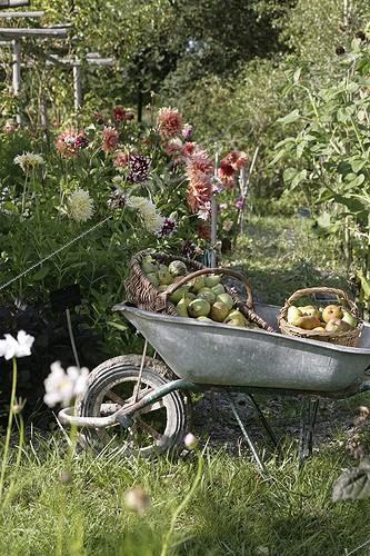 Biosphoto | 1436589 | Récolte de Poires dans une brouette au jardin | &copy; Patricia Méaille / Biosphoto