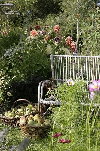 Biosphoto | 1436524 | Récolte de Poires et banc dans un jardin fleuri | &copy; Patricia Méaille / Biosphoto