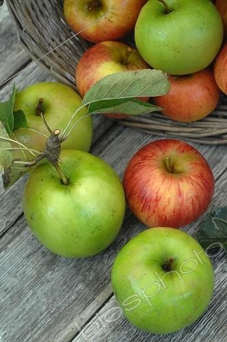 Biosphoto | 1962701 | Récolte de Pommes dans un jardin ; Pommes 'Granny Smith' et 'Reine des Reinettes' dans un panier | &copy; Catherine Fruhinsholz / Biosphoto