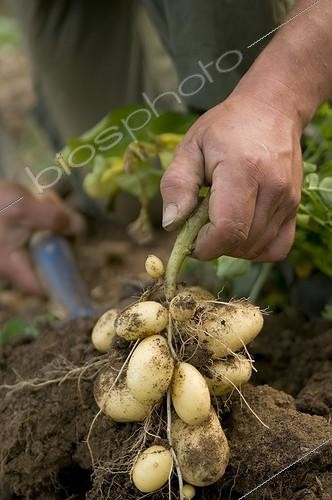 Biosphoto | 1127735 | Récolte de Pommes de terre Belles de Fontenay France | &copy; Marc Chatelain / Biosphoto