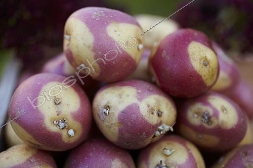 Biosphoto | 1818436 | Récolte de Pommes de terre 'Oeil de Sologne' au potager ; Les yeux sont entourés de blanc et la peau est rose, à l'inverse 'Oeil de Perdrix', une variété plus connue et de plus gros calibre. | &copy; Jean-Michel Groult / Biosphoto