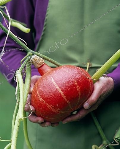 Biosphoto | 1206537 | Récolte de Potimarron au potager | &copy; Gilles Le Scanff & Joëlle-Caroline Mayer / Biosphoto