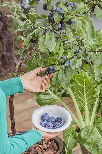 Biosphoto | 2548548 | Récolte de prunes sur un prunier cultivé en pot sur une terrasse. | &copy; Jean-Michel Groult / Biosphoto