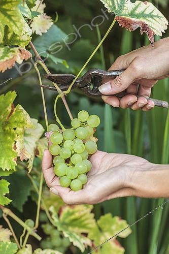 Biosphoto | 2452423 | Récolte de raisin chasselas 'De Fontainebleau', en automne, avec des ciseaux de vigneron. | &copy; Jean-Michel Groult / Biosphoto