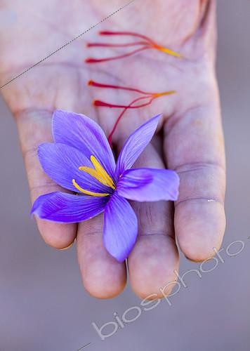 Biosphoto | 2139937 | Récolte de Safran de Les Garrigues, Vallée du Set, Cervia de Garrigues, Les Garrigues, Lleida, Catalunya, Espagne | &copy; Juan-Carlos Muñoz / Biosphoto