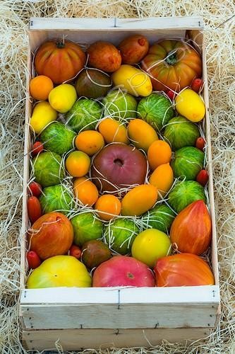 Biosphoto | 1957681 | Récolte de Tomates  | &copy; Philippe Giraud / Biosphoto