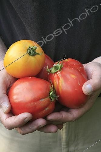Biosphoto | 988532 | Récolte de Tomates au jardin potager ; Tomate 'Rose de Berne'. Tomate 'Lemon Boy' | &copy; Gilles Le Scanff & Joëlle-Caroline Mayer / Biosphoto