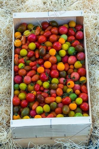 Biosphoto | 1958220 | Récolte de Tomates cerises 'Bonbecks' | &copy; Philippe Giraud / Biosphoto