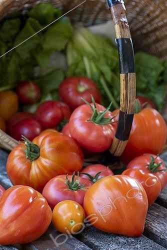 Biosphoto | 2448690 | Récolte de tomates 'coeur de boeuf' dans un jardin biologique en été, Moselle, France | &copy; Yann Avril / Biosphoto