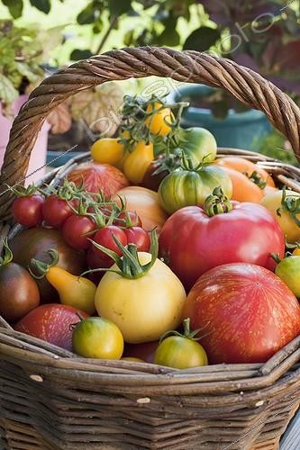 Biosphoto | 910695 | Récolte de Tomates colorées au jardin potager | &copy; NouN / Biosphoto