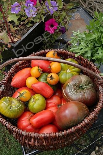Biosphoto | 1266663 | Récolte de Tomates dans un potager | &copy; Patricia Méaille / Biosphoto