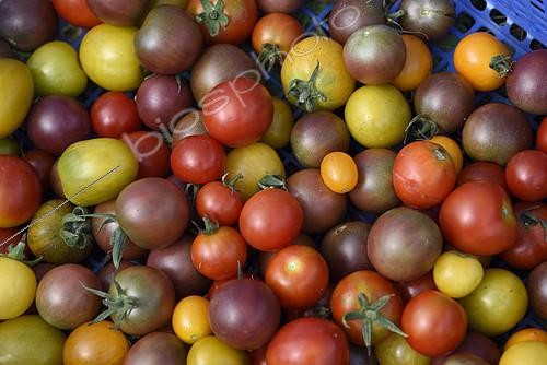 Biosphoto | 2304349 | Récolte de tomates de différentes variétés, maraichage, ferme en permaculture, Le Bosquet de la Goulotte, Mélisey, Haute-Saône (70), France | &copy; Denis Bringard / Biosphoto