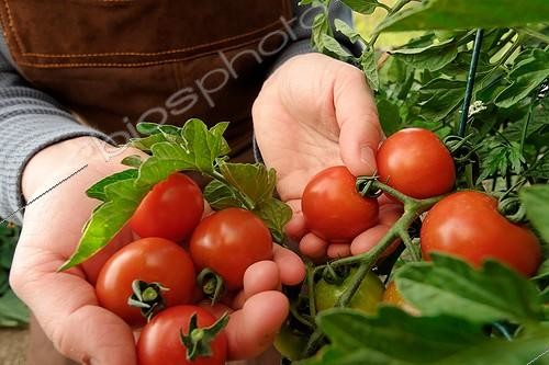 Biosphoto | 171316 | Récolte de tomates en automne  | &copy; Hervé Lenain / Biosphoto