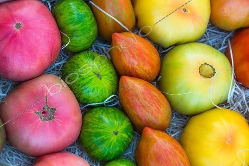 Biosphoto | 1957665 | Récolte de Tomates  ; Tomates: 'Coeur de Boeuf', 'Ananas', 'Roman Streep', 'Green 2', 'Rose de Berne', 'Noire de Crimée' | &copy; Philippe Giraud / Biosphoto