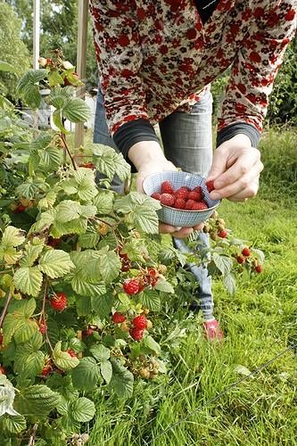 Biosphoto | 487989 | Récolte des Framboises Niniane Jardin la Bouichère France ; Rubus idaeus 'Rubaca'. Jardin : Jardin aux plantes parfumées la Bouichère. Lieu : Limoux | &copy; Hervé Lenain & Marie-Pierre Samel / Biosphoto