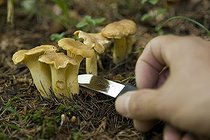 Biosphoto | 1251265 | Récolte des Giroles PN Kalkalpen Alpes Autriche | &copy; Thomas Aichinger / Visual and Written - Photo Collection / Biosphoto