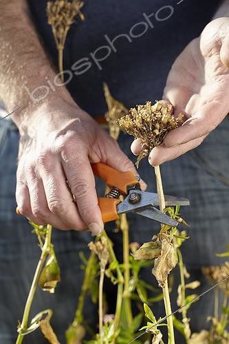 Biosphoto | 2526352 | Récolte des graines de Lychnis | &copy; Visions Pictures / Biosphoto