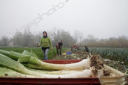 Biosphoto | 2450846 | Récolte des poireaux chez un maraîcher Bio, un matin de novembre, France | &copy; Patricia Méaille / Biosphoto