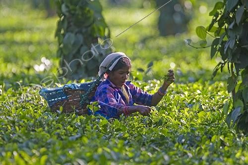 Biosphoto | 1571529 | Récolte du Thé biologique dans l'état d'Assam en Inde | &copy; Sylvain Cordier / Biosphoto