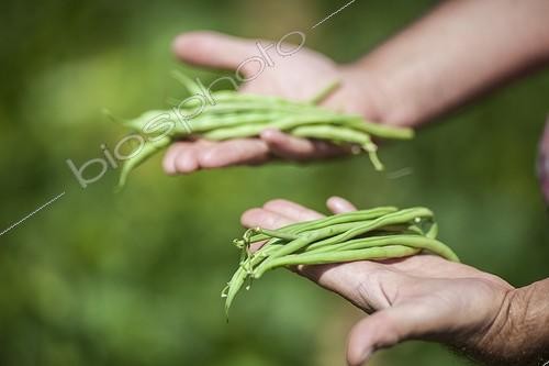 Biosphoto | 2034468 | Récolte et comparatif de variétés de haricots verts ; La variété de premier plan est une variété nouvelle, à gousses longues et fines alors que celle de l'arrière plan est déjà filandreuse et coriace, au même stade. | &copy; Jean-Michel Groult / Biosphoto