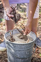 Biosphoto | 2436470 | Récupération des racines tubéreuses de belle-de-nuit (Mirabilis jalapa) pour les replanter au printemps. 2ème étape : on place les racines dans du sable pour entreposage en cave. | &copy; Jean-Michel Groult / Biosphoto