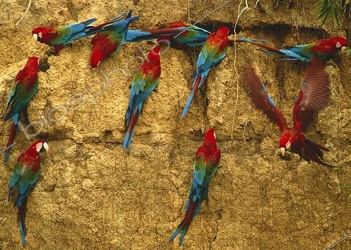 Biosphoto | 2050443 | Red-and-green macaw (Ara chloropterus) looking for clay on cliff, manu, Peru | &copy; Michael Turco / Biosphoto