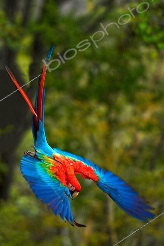 Biosphoto | 542789 | Red-and-Green-Macaw in flight Cerrado Piaui Brazil | &copy; Berndt Fischer / Biosphoto