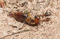 Biosphoto | 2166810 | Red Ant (Formica rufa) carrying an Earwing, Northern Vosges Regional Nature Park, France | &copy; Michel Rauch / Biosphoto