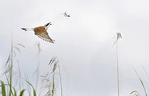 Biosphoto | 2089537 | Red-backed shrike (Lanius collurio) catching mating dragonflies, Vosges du Nord Natural Park, France | &copy; Michel Rauch / Biosphoto