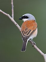 Biosphoto | 2437074 | Red-backed Shrike (Lanius collurio) male on his lookout post, Northern Vosges Regional Nature Park, France | &copy; Michel Rauch / Biosphoto