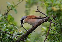 Biosphoto | 2437075 | Red-backed Shrike (Lanius collurio) male skewing a chafer on a thorn, Northern Vosges Regional Nature Park, France | &copy; Michel Rauch / Biosphoto