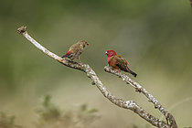 Biosphoto | 2609285 | Red-billed Firefinch (Lagonosticta senegala) couple standing on a branch isolated in natural background in Greater Kruger National park, South Africa | &copy; Patrice Correia / Biosphoto
