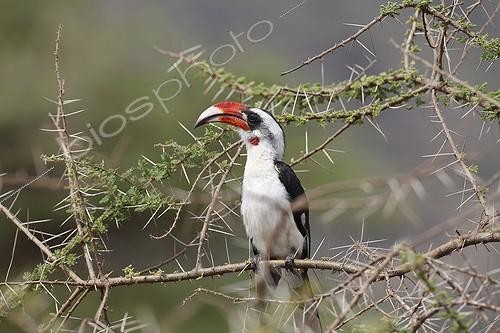 Biosphoto | 2008373 | Red-billed hornbill on a branch - Serengeti Tanzania | &copy; Christophe Ravier / Biosphoto