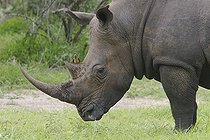 Biosphoto | 606876 | Red-billed Oxpecker on White Rhinocero Kruger National Park | &copy; Jean-Jacques Alcalay / Biosphoto