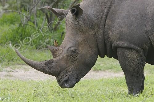 Biosphoto | 606876 | Red-billed Oxpecker on White Rhinocero Kruger National Park | &copy; Jean-Jacques Alcalay / Biosphoto
