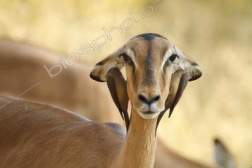 Biosphoto | 2033601 | Red-billed Oxpeckers on the head of an Impala - Kruger RSA | &copy; Jean-Jacques Alcalay / Biosphoto