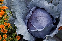 Biosphoto | 1250613 | Red cabbage 'F1 Rookie' in a kitchen garden | &copy; NouN / Biosphoto