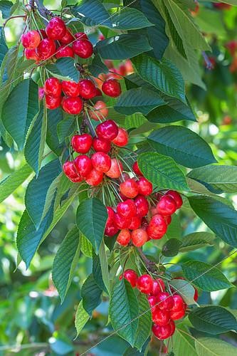 Biosphoto | 2084014 | Red cherries on tree, Provence, France | &copy; Philippe Giraud / Biosgarden / Biosphoto