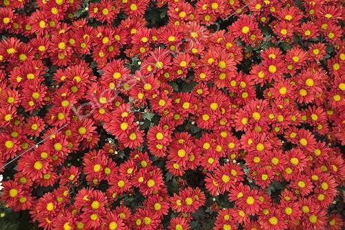 Biosphoto | 1275217 | Red chrysanthemums 'Paulista Red', June | &copy; Lamontagne / Biosphoto