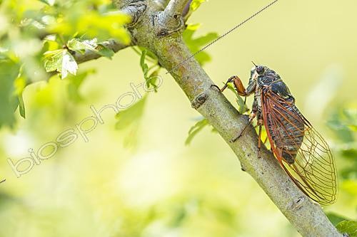 Biosphoto | 2621230 | Red cicada (Tibicina haematodes) Different phases of emergence of a cicada in garrigue, Saint-Martin-de-Londres, Hérault, France. | &copy; Philippe Lebeaux / Biosphoto