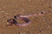 Biosphoto | 1250027 | Red coachwhip crawling through the desert of Arizona USA | &copy; Daniel Heuclin / Biosphoto