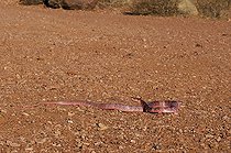 Biosphoto | 1250028 | Red coachwhip crawling through the desert of Arizona USA | &copy; Daniel Heuclin / Biosphoto