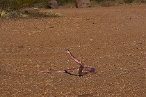 Biosphoto | 1250029 | Red coachwhip crawling through the desert of Arizona USA | &copy; Daniel Heuclin / Biosphoto