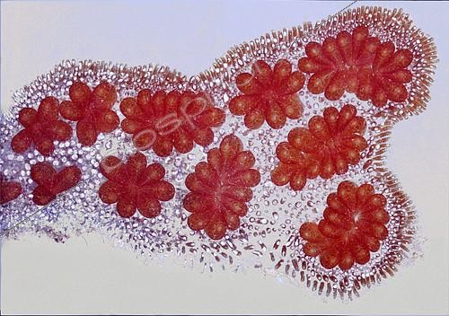 Biosphoto | 2088324 | Red coral encrusting alga (Corallina elongata) that grows on well-lit rocks: this young colony has developed on a glass slide, which allows to see how its cells extend can to to cover all the supports it finds. | &copy; Jean Lecomte / Biosphoto