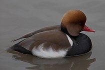 Biosphoto | 1250915 | Red-crested Pochard male on water WWT Slimbridge Reserve UK | &copy; Michel Gunther / Biosphoto