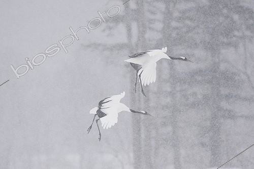 Biosphoto | 2035147 | Red-crowned Cranein flight under the snow - Hokkaido Japan | &copy; Claude Balcaen / Biosphoto